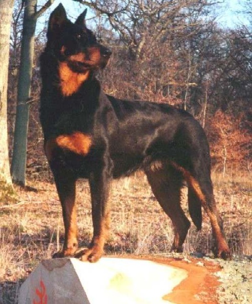 Nanou du Pla de la Jasse