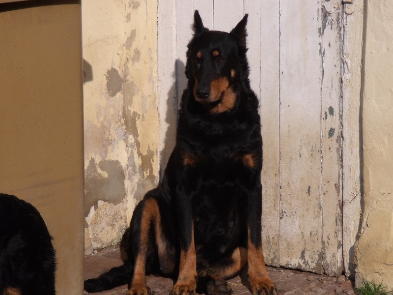 Tai'ss de la Grange Colombe