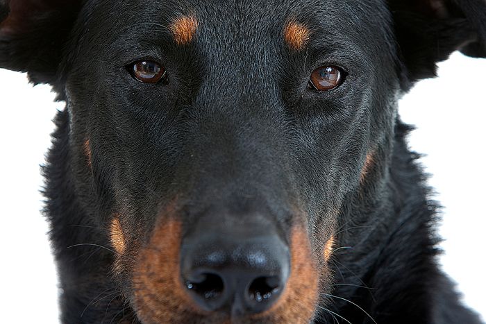 Dina de la Grange Colombe